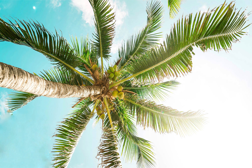 Kind Coconuts - Kind to the Planet Banner Palm Tree - Sustainability